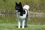 AKITA AMERICAIN 448